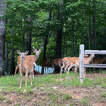 Eagle Mountain River Retreat Ellijay Εξωτερικό φωτογραφία