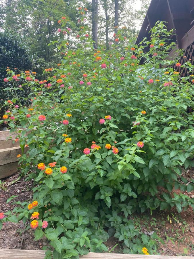 Eagle Mountain River Retreat Ellijay Εξωτερικό φωτογραφία