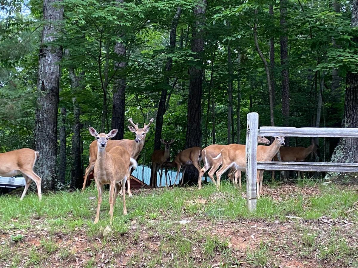 Eagle Mountain River Retreat Ellijay Εξωτερικό φωτογραφία